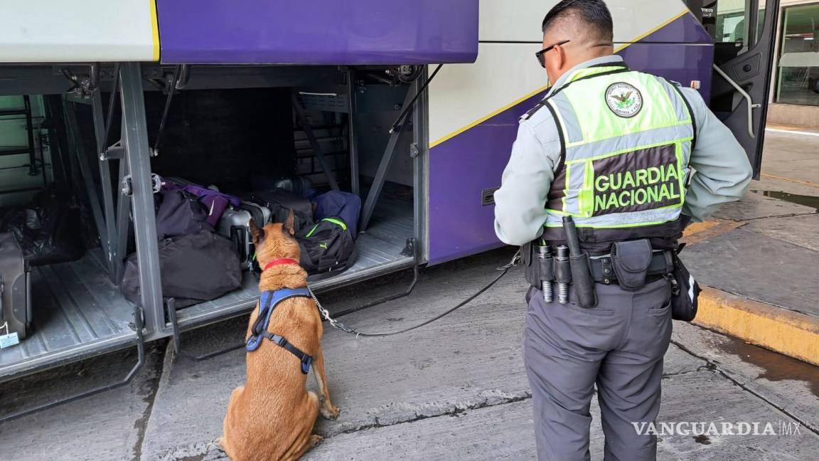 Se dispara 1,162% decomiso de fentanilo en Coahuila