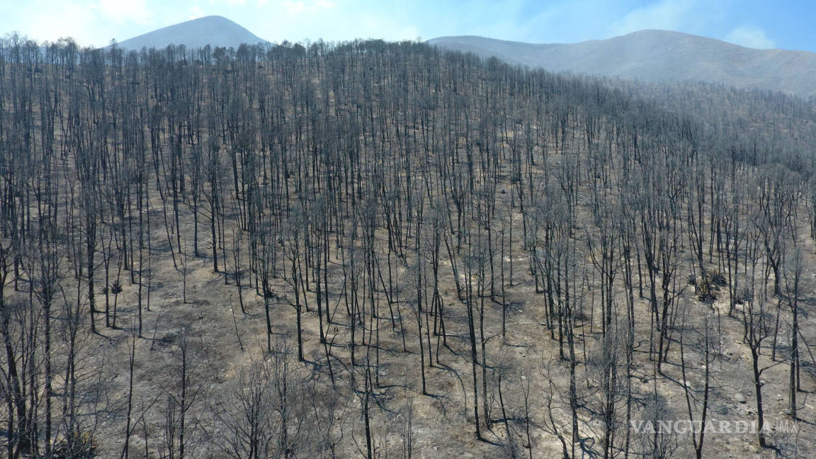 Apagado al 100 por ciento incendio forestal en Sierra de Arteaga