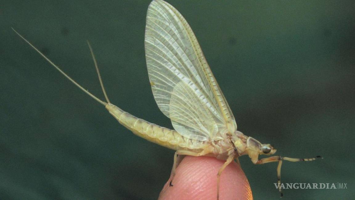 $!¡Vivir un día! Este insecto vive tan solo 24 horas... y otros 9 animales con vidas increíblemente cortas