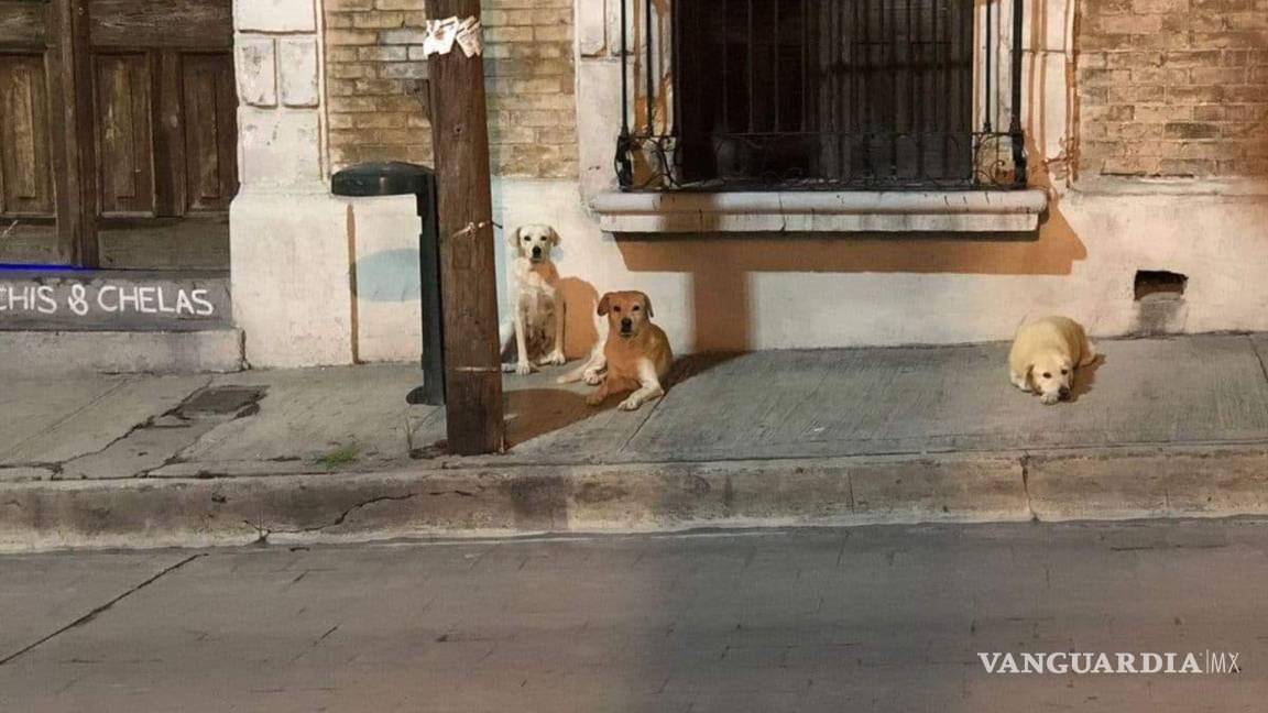 $!Los tres canes esperan a su dueño afuera de varios establecimientos.