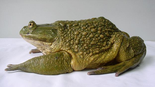 La Súper Rana Chilena en peligro de extinción