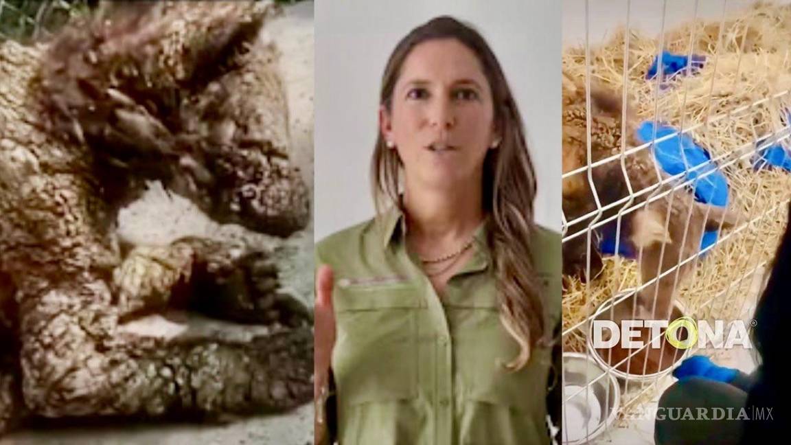 $!A la izquierda, la osita Mina tal cual estaba al ser rescatada por Profepa del mal trato criminal que recibía en La Pastora.