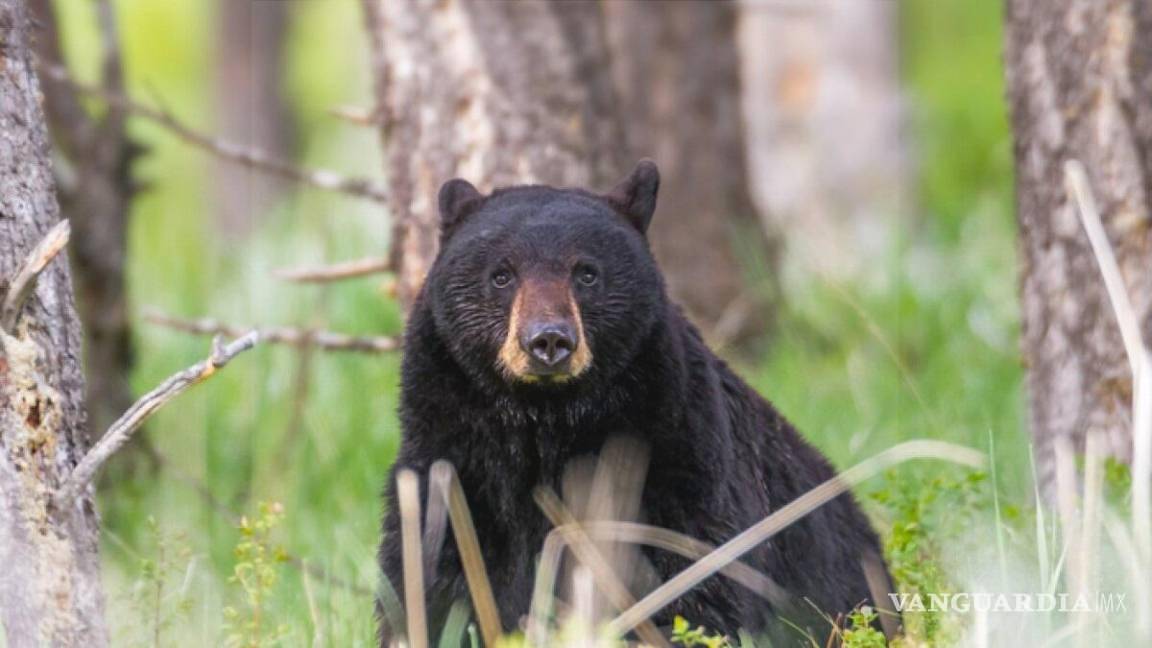Apoya a la conservación de los osos en Coahuila donando material reciclable y de reúso