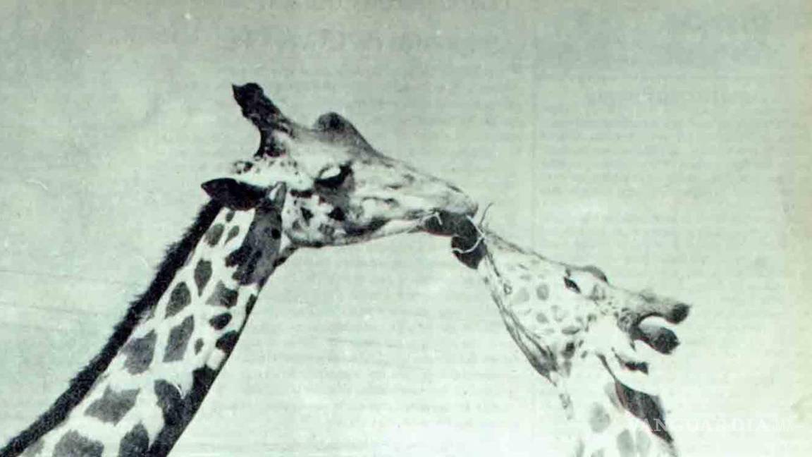 El día en el que dos jirafas se dieron un beso en Saltillo (Fotos)