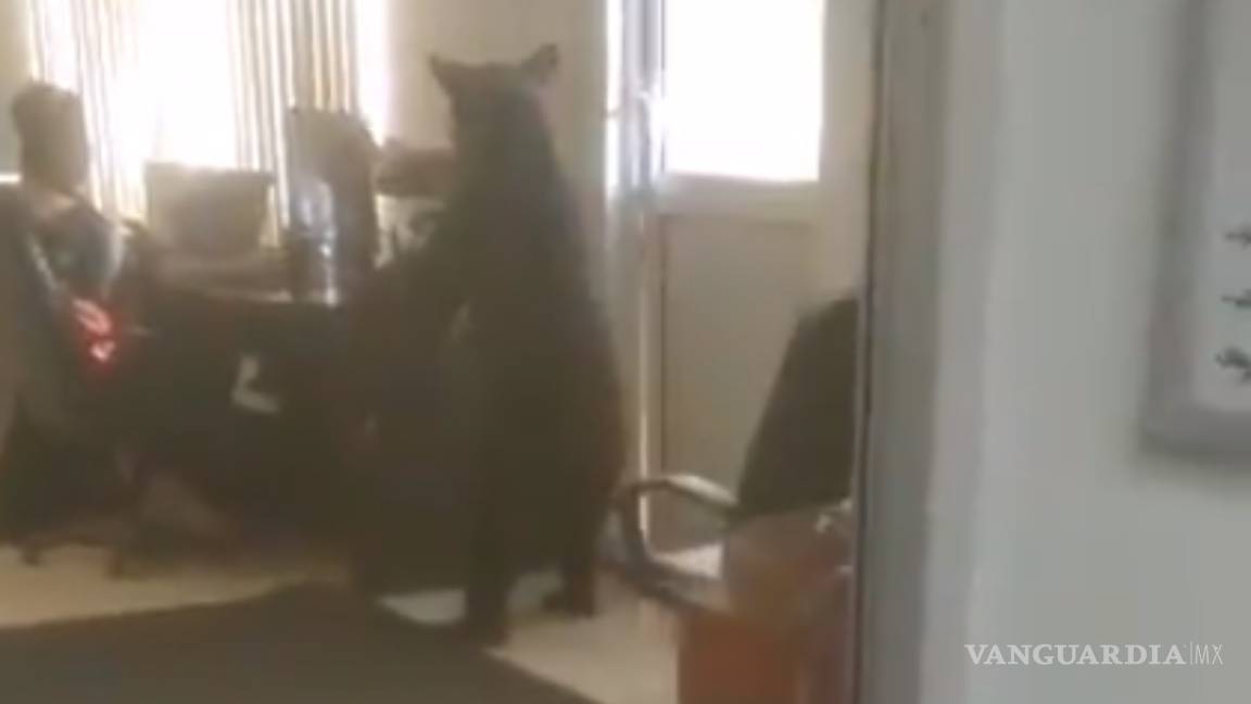 Captan en video a 'oso oficinista' en Monterrey, NL