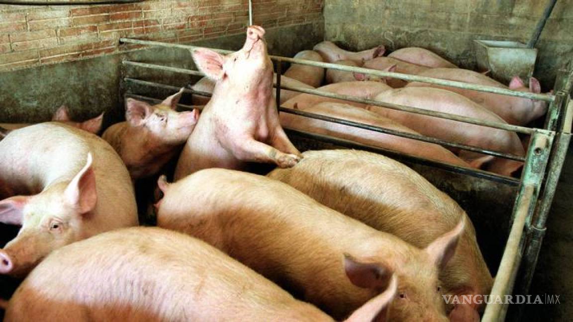 Refuerza México medidas de sanidad tras reportes de peste porcina en República Dominicana