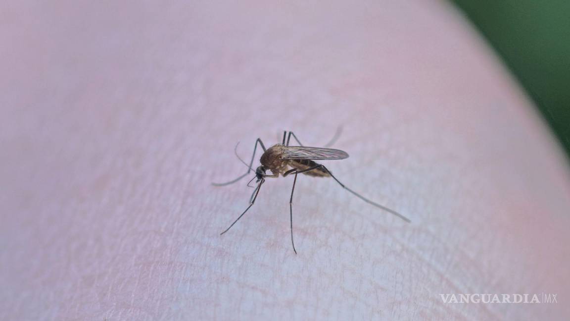 Coahuila podría enfrentar repunte de dengue debido a lluvias recientes