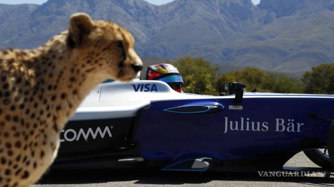 Un cheetah contra un Fórmula E, ¿quién es más rápido? (video)