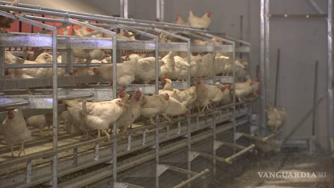 ONG acusa la tortura y el sufrimiento de gallinas ponedoras en México, país líder en consumo de huevo