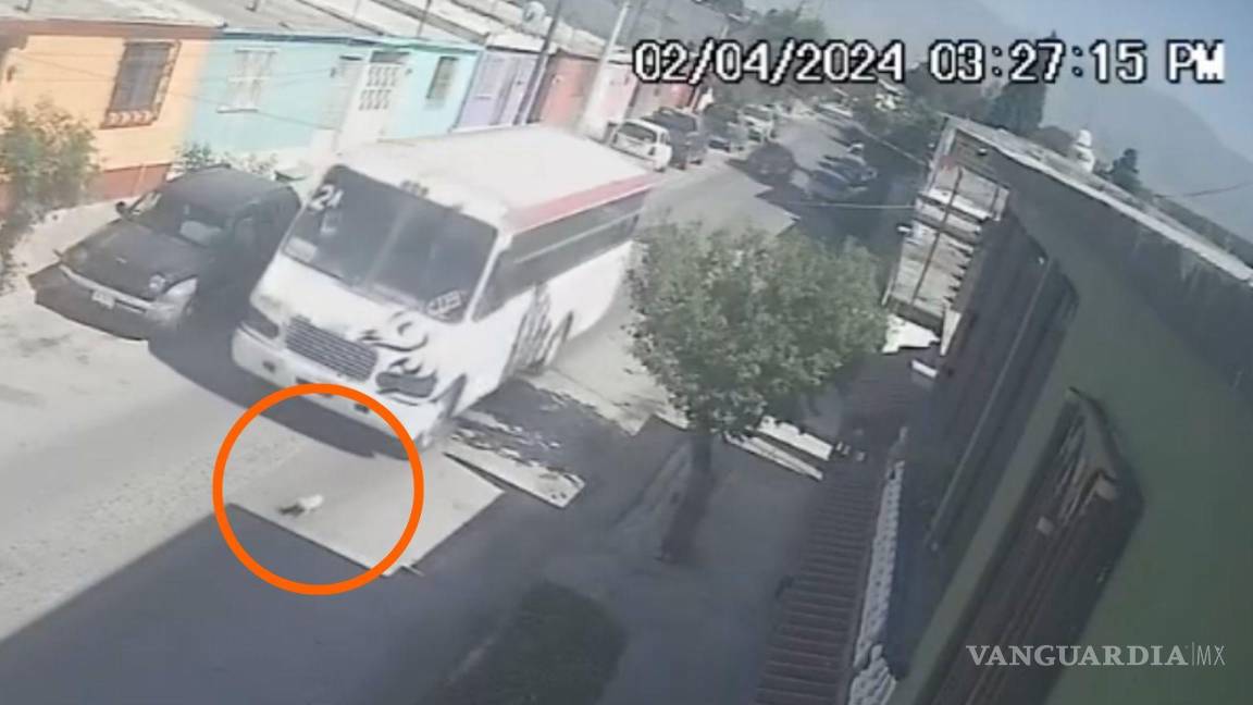 Captan en video a ‘combi’ atropellar a perrito e irse a la fuga en Saltillo; usuarios exigen justicia
