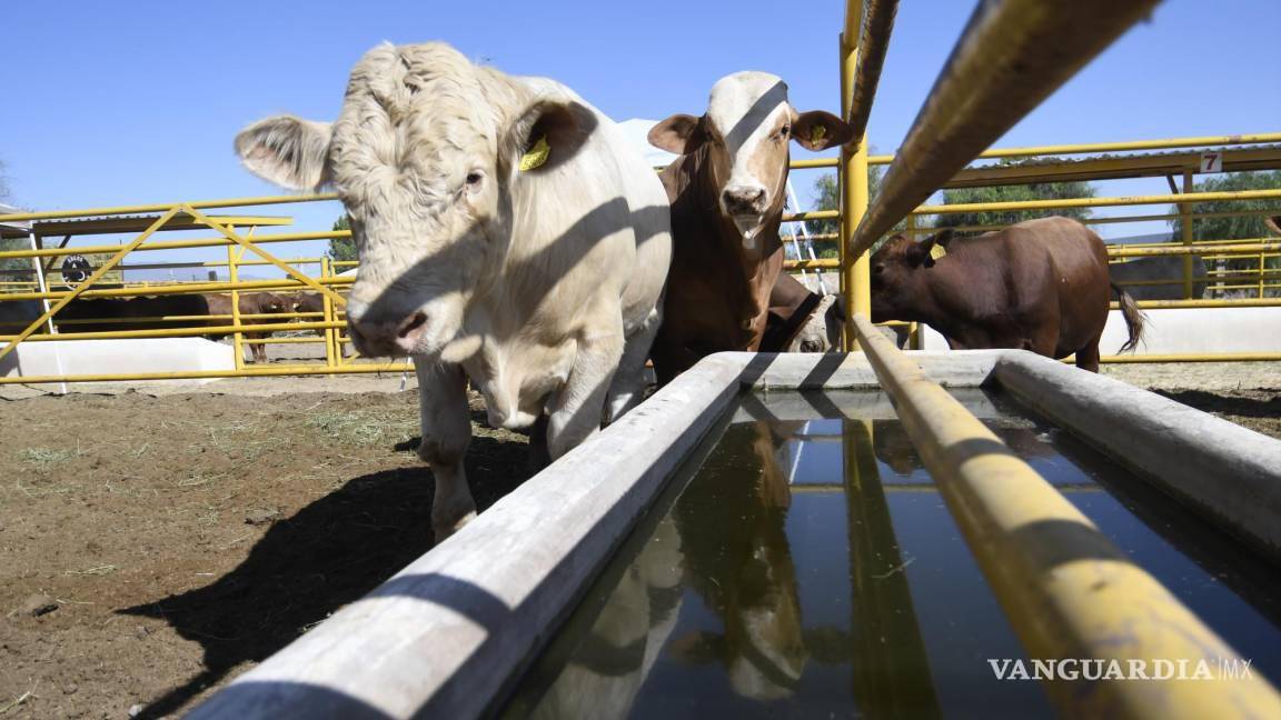 Se unen ganaderos de Coahuila a inconformidad por regla final de etiquetado de Estados Unidos