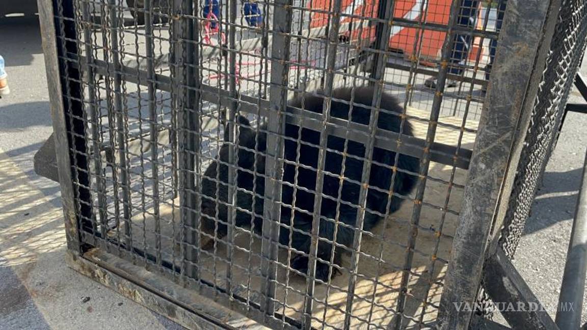 $!El oso fue llevado en una jaula.