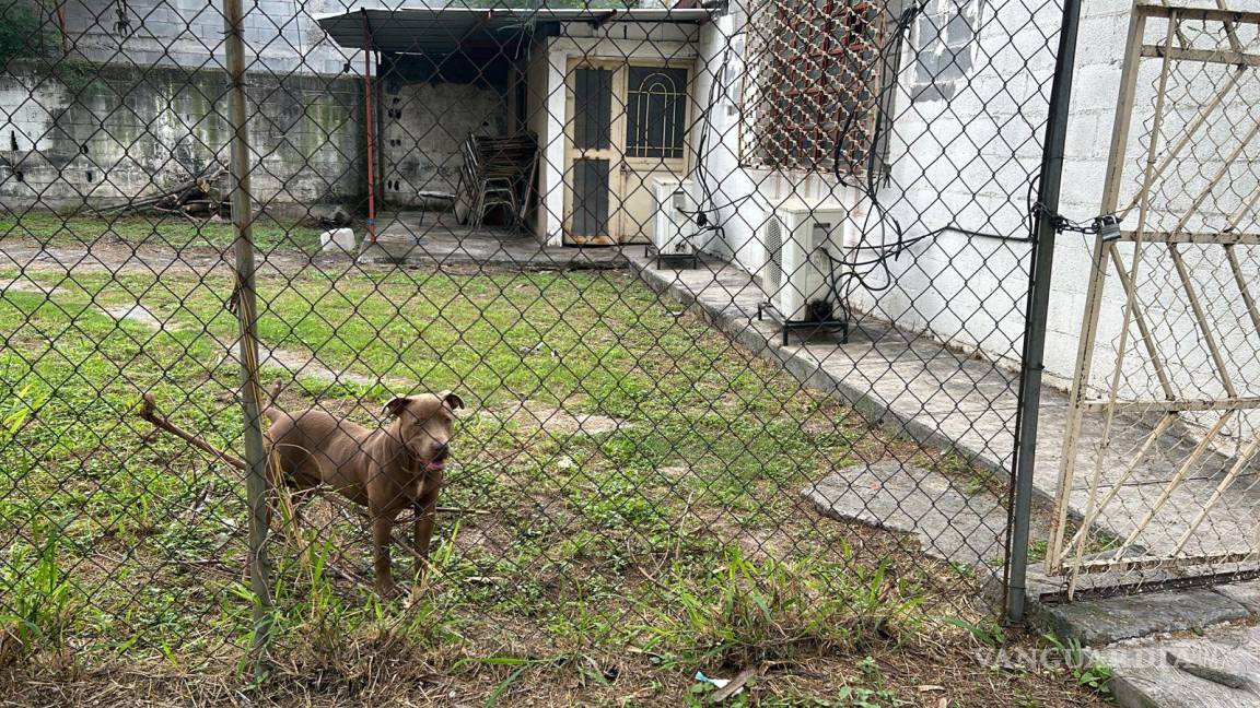 Tres menores lesionados por ataque de perro pitbull en secundaria en Monterrey