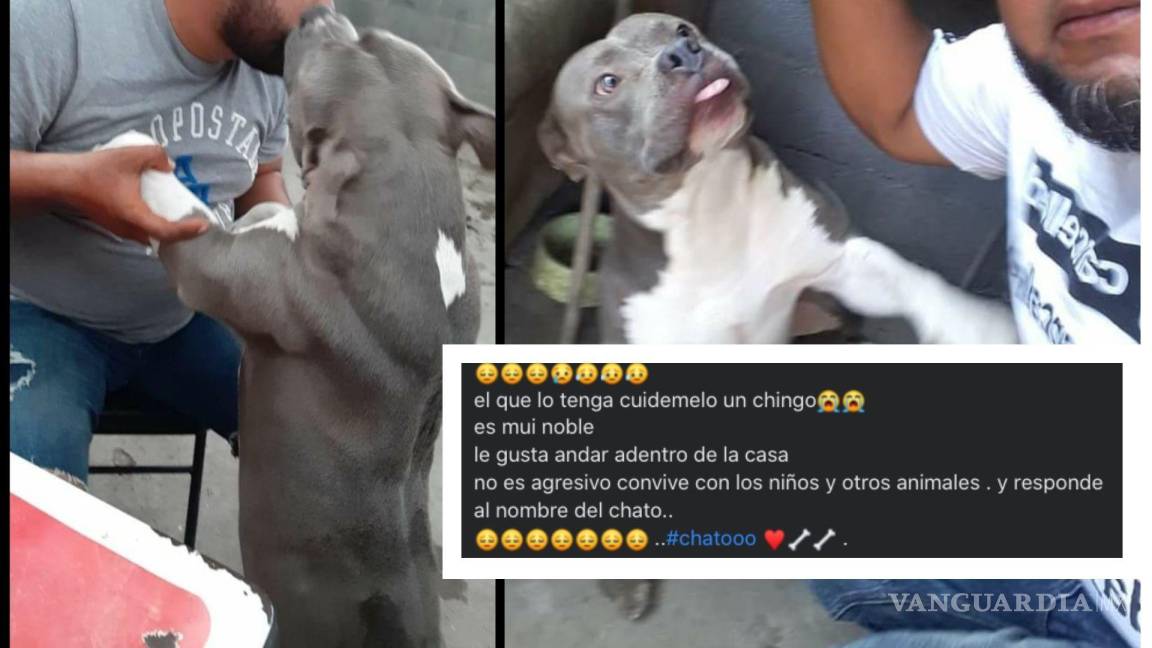Encuentran al ‘Chato’, perrito extraviado en Monterrey, emotivo mensaje de su dueño se volvió viral
