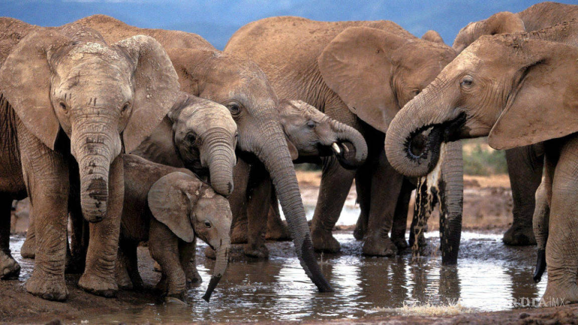 Zimbabue se embolsa 2.7 mdd al vender 97 elefantes a China y Dubái