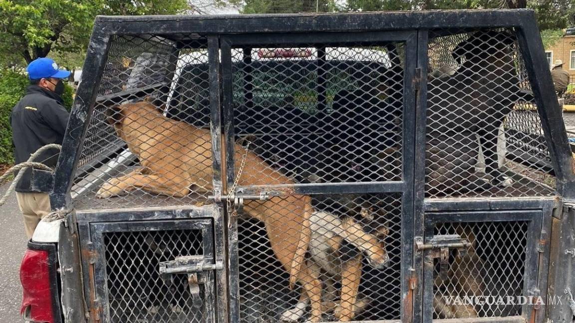 Regresan a ocho perritos a la UAAAN que se llevaron a Control Canino