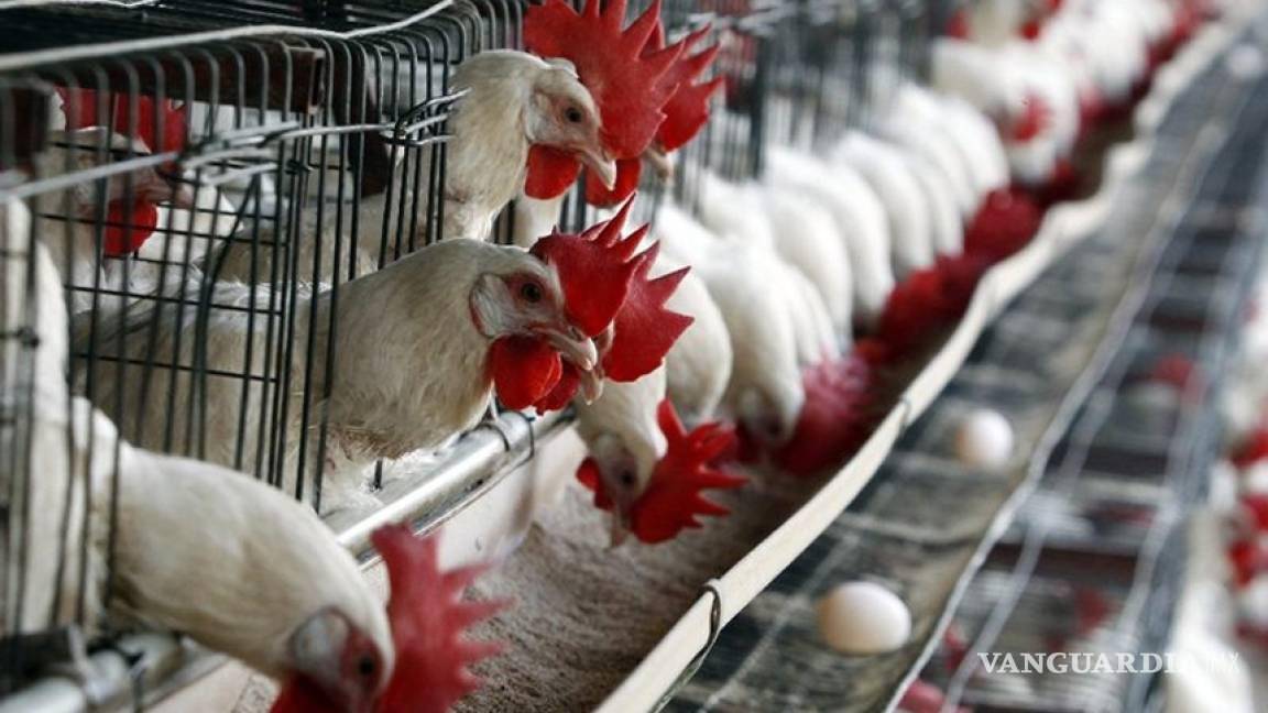 Se moviliza Jurisdicción Sanitaria en Saltillo por brote de gripa aviar en Durango