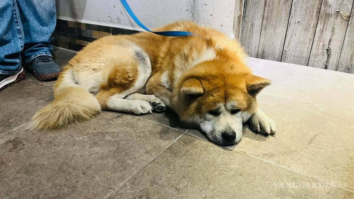 Ya está en casa ‘Tachi’, perrito extraviado en Saltillo; ofrecían trámite de placas como recompensa a quien lo entregara