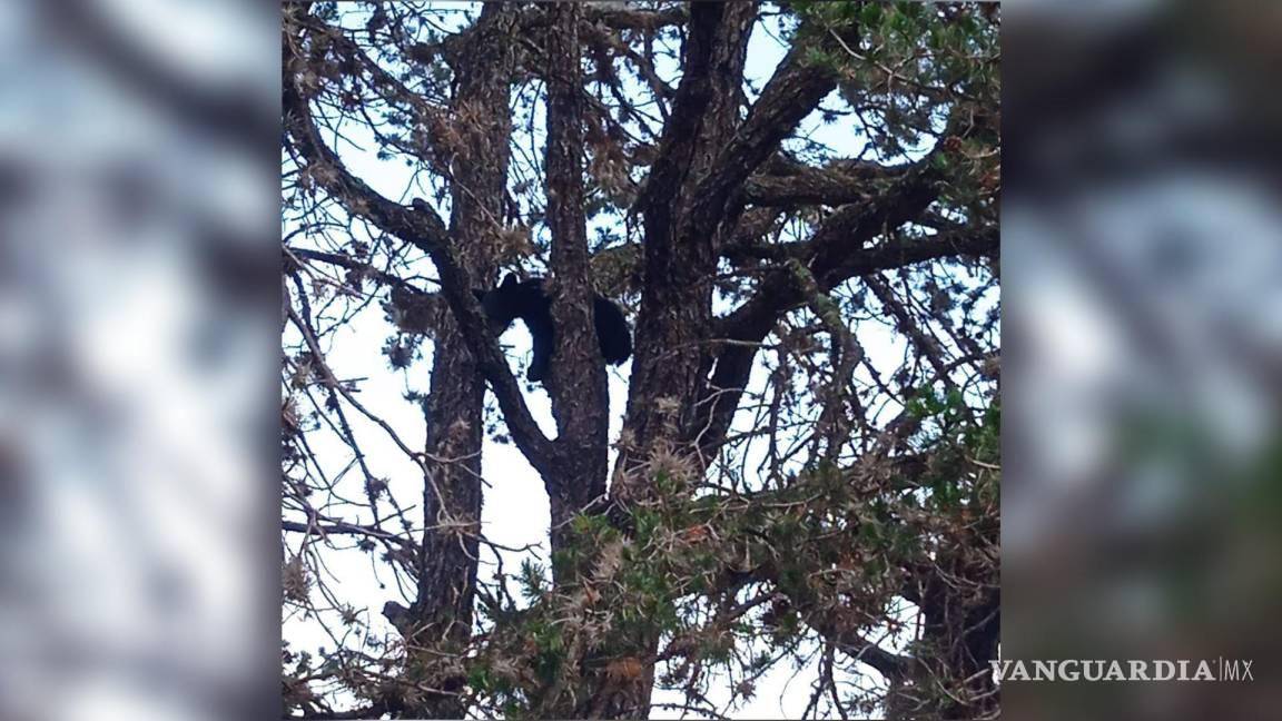 $!El oso fue visto en la cima de un árbol y se pidió a las personas retirarse del sitio.