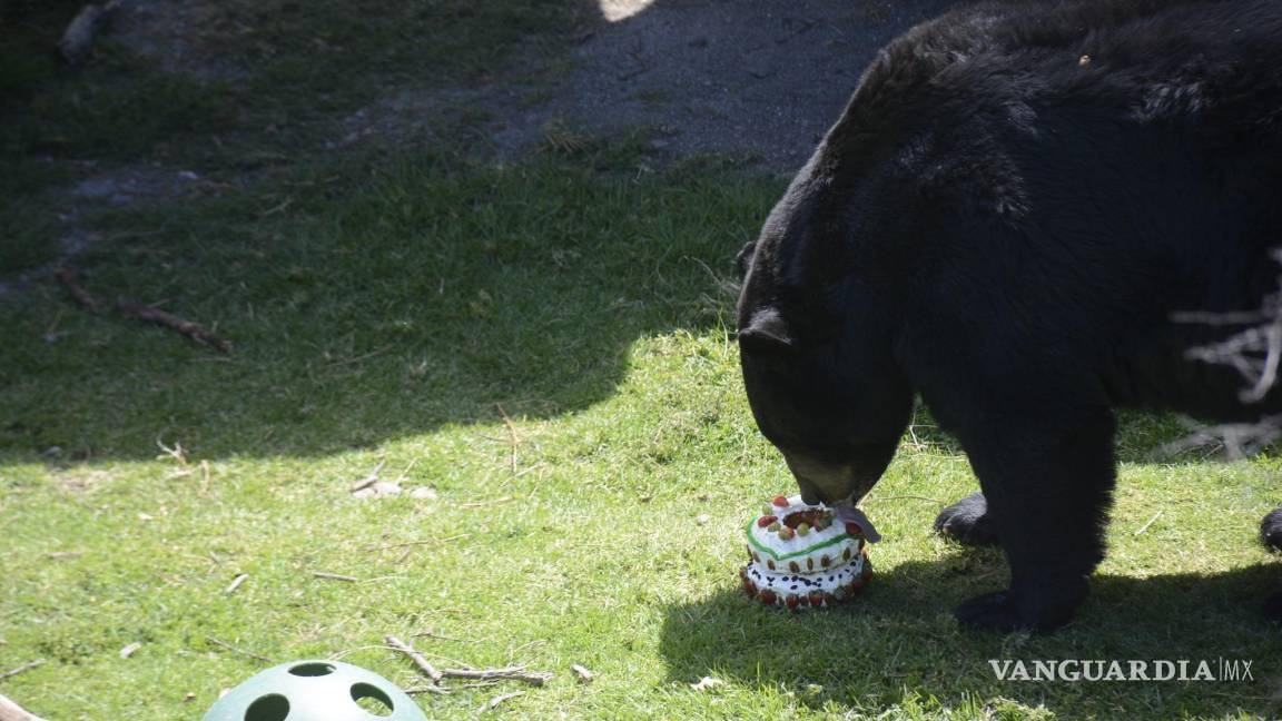$!Algunos osos han festejado su cumpleaños en las instalaciones del museo.