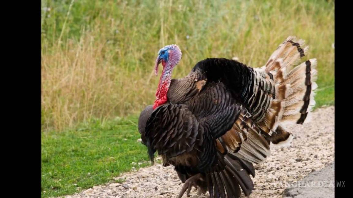 Condenados dos estudiantes por secuestrar un pavo