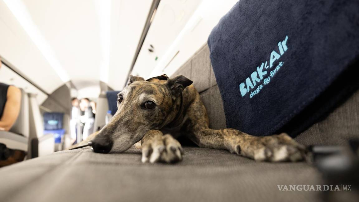 $!Un perro mientras descansa a bordo de un avión de esta aerolínea, una subsidiaria de BarkBox.