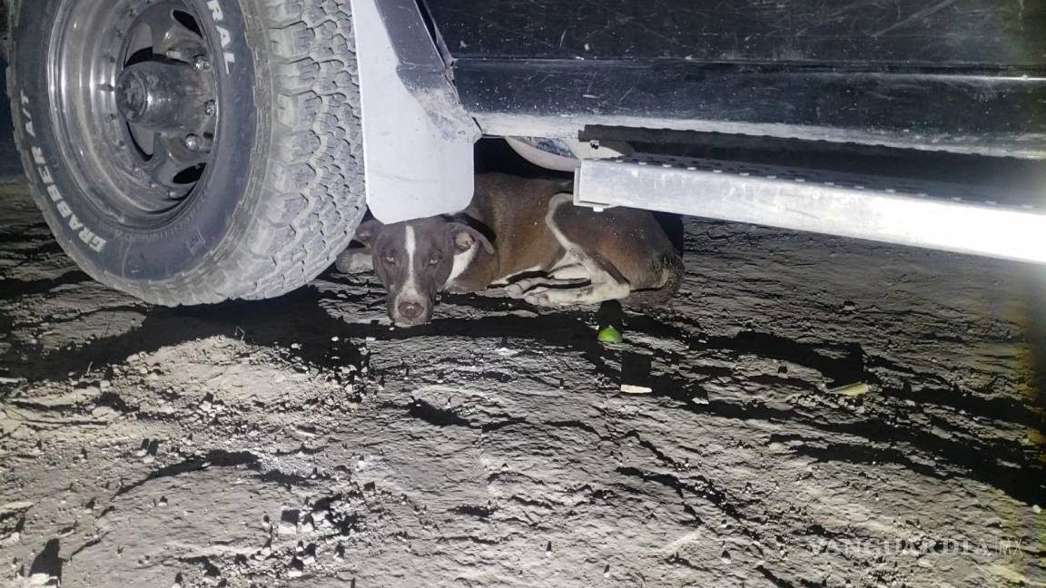 Denuncian envenenamiento de mascotas en Parras; seis perros fallecieron