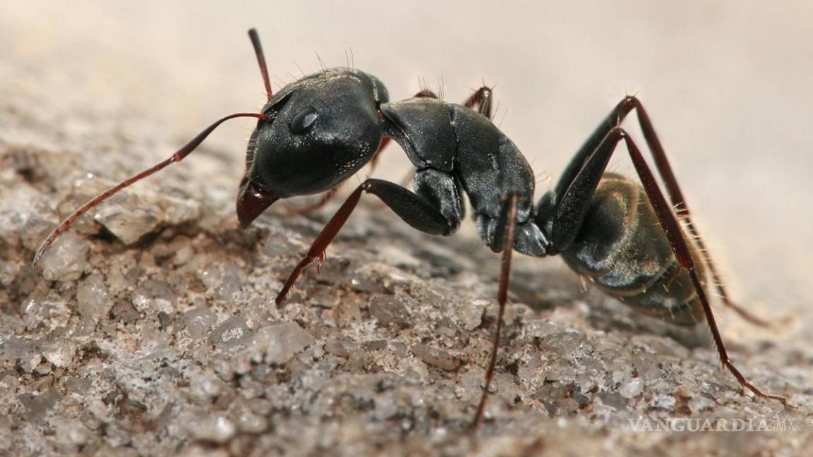 $!¡Vivir un día! Este insecto vive tan solo 24 horas... y otros 9 animales con vidas increíblemente cortas