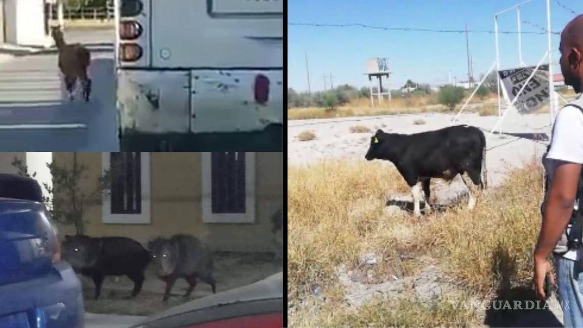 ¿Coahuila Safari?, jabalíes en PN, vacas en fuga en Torreón, una llama y otros animales en Saltillo