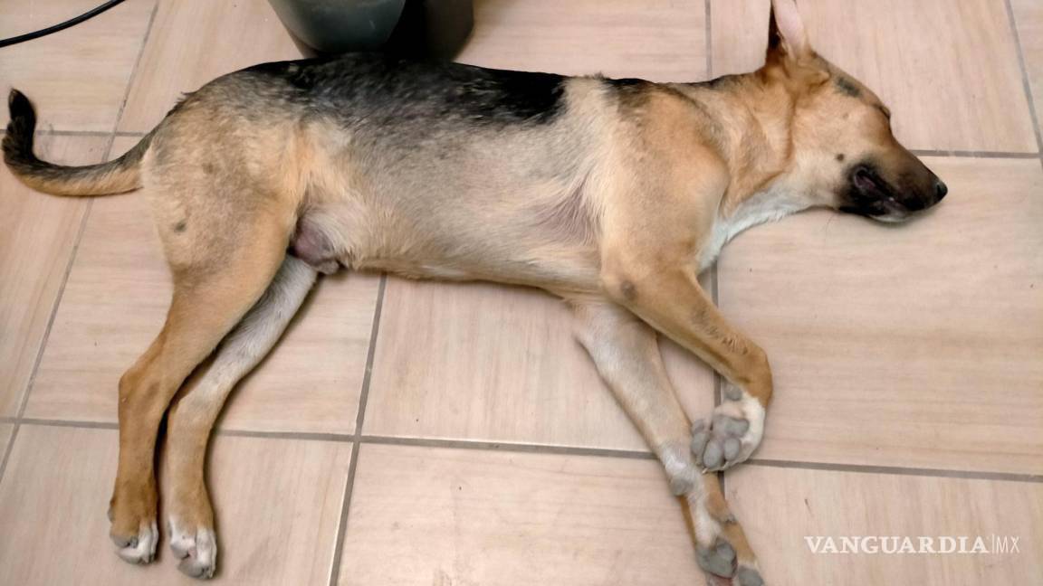 Denuncian a clínica veterinaria al sur de Saltillo; perrito iba solo por un baño y salió sin poder caminar
