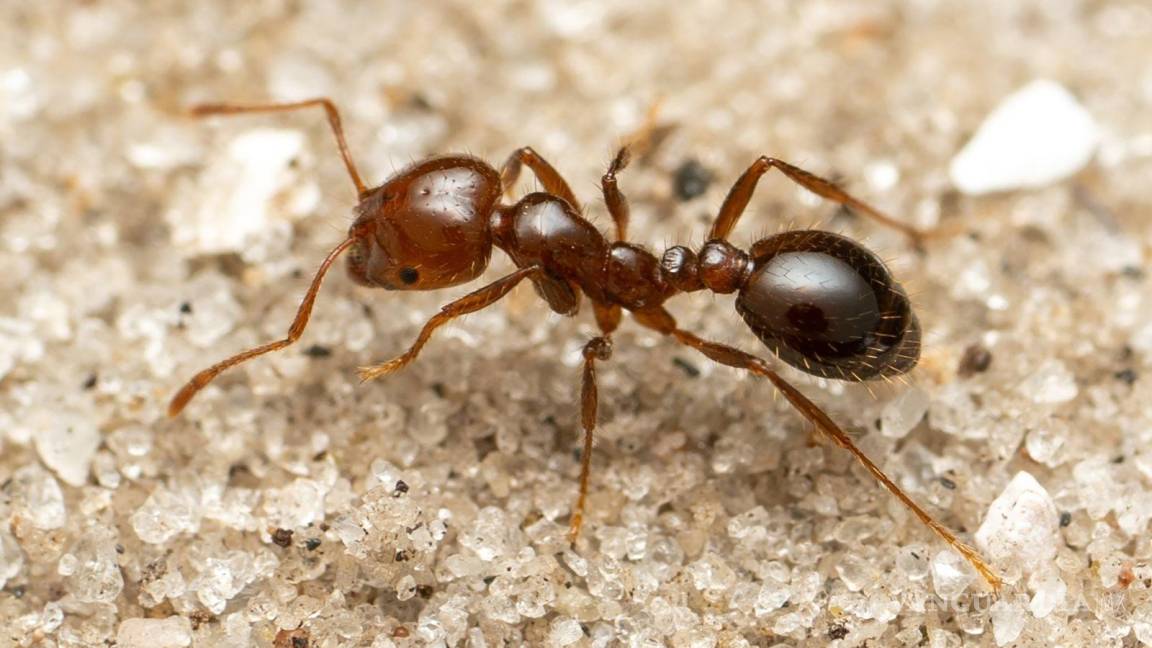 ¿La has visto?... La peligrosa hormiga de fuego se expande por el mundo; ¿por qué preocupa a la salud y la economía?