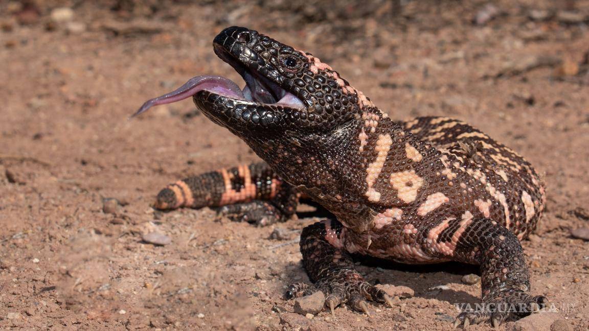 $!Si los ves ¡cuidado!... estos son los 5 animales más venenosos de México y cómo identificarlos