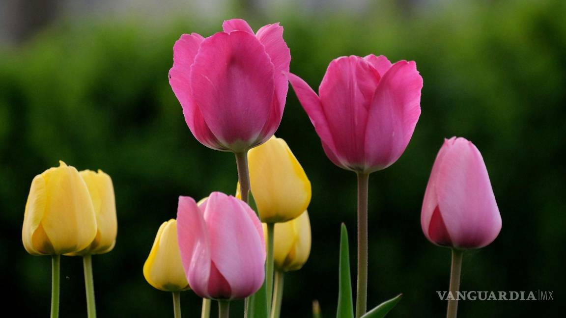 $!Día de San Valentín: Qué significan los colores y el tipo de las flores para regalar el 14 de febrero