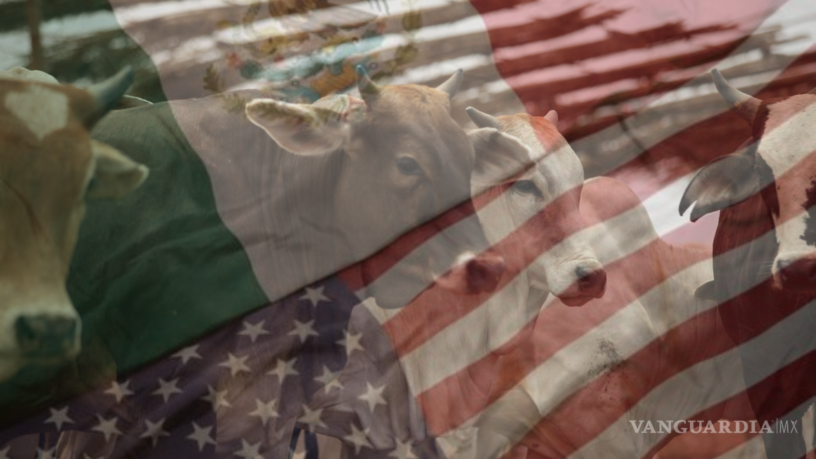 Las vacas mexicanas cruzarán la frontera de Estados Unidos