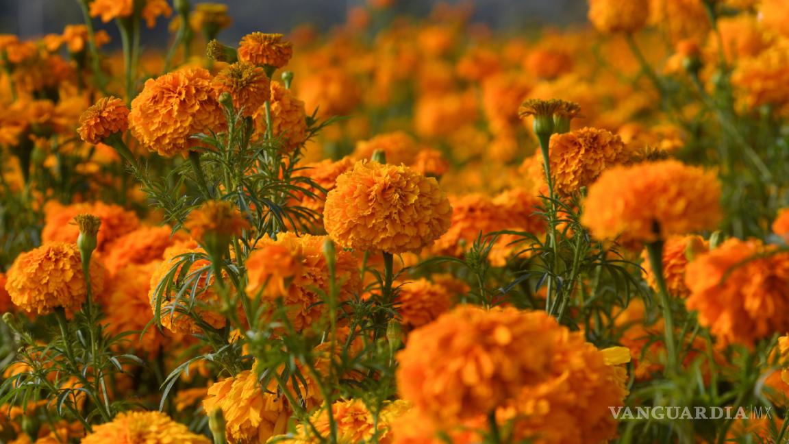 $!La cempasúchil, reconocida en México por su vibrante color amarillo y su presencia en las celebraciones del Día de Muertos.