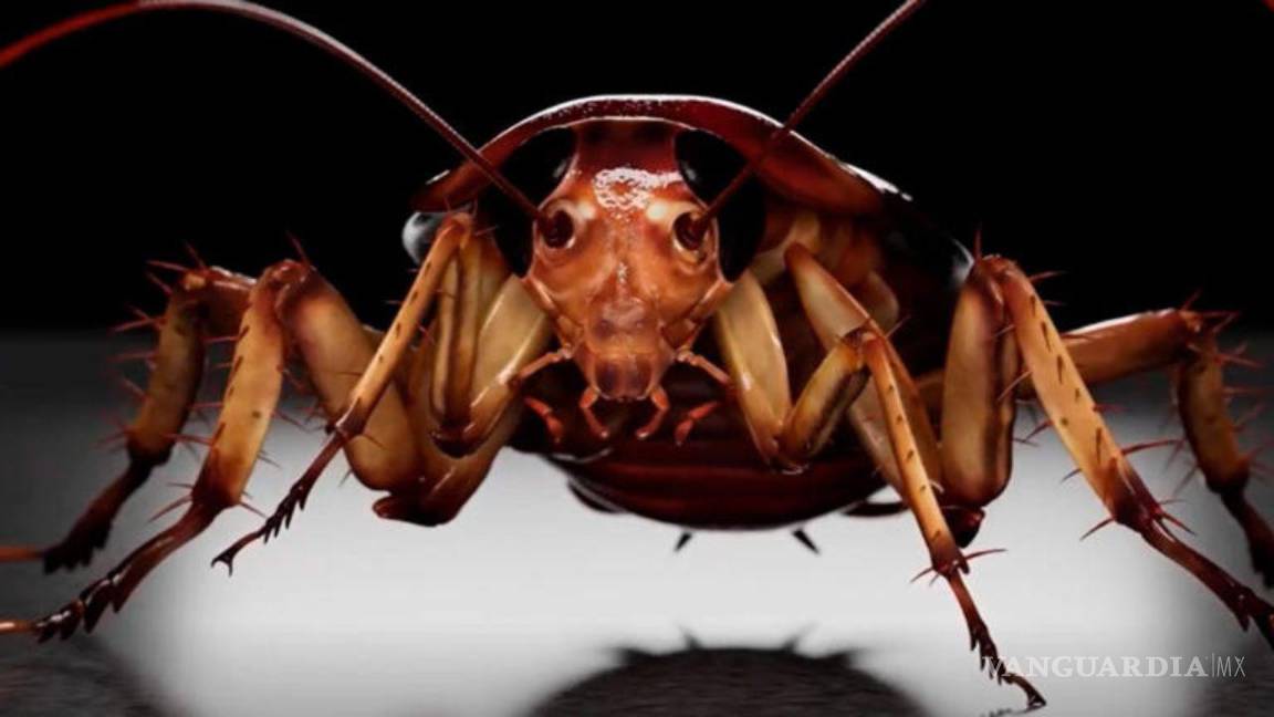 ¡Aparecen Cucarachas Mutantes!... alertan que con el aumento en las temperaturas, estos insectos se hacen más resistentes a insecticidas