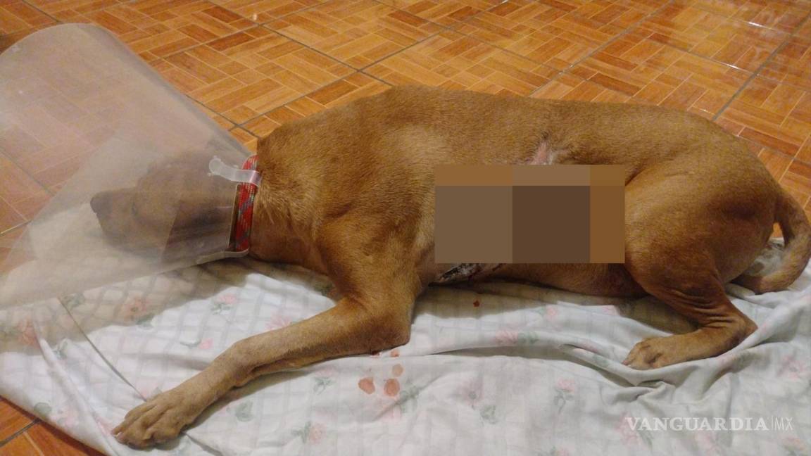 Saltillo: Tú puedes ayudar a ‘Panchito’, perrito rescatado y que ahora necesita quimioterapia