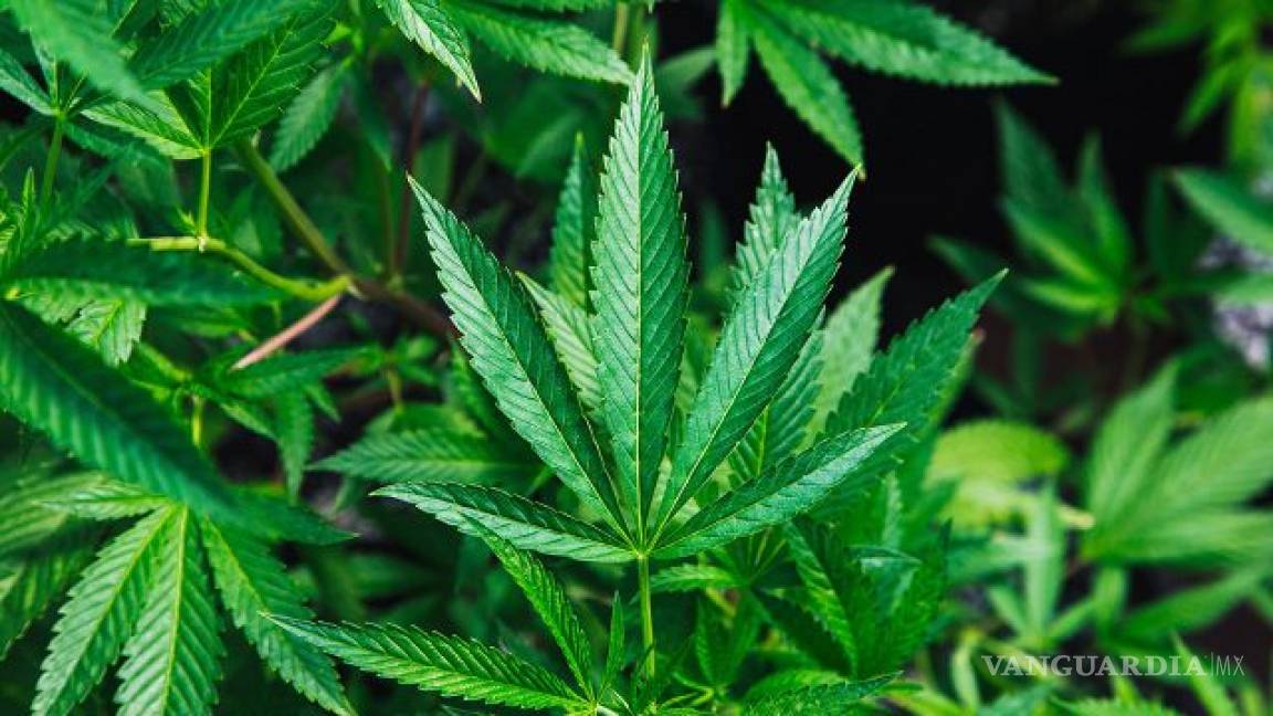 Publica DOF sentencia para uso lúdico de mariguana; discusión sigue atorada en el Senado