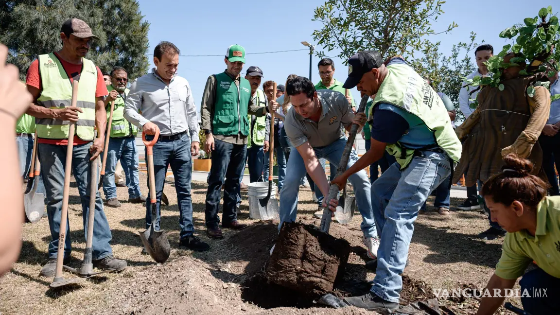 $!Las autoridades locales han impulsado la plantación de ejemplares; en el año suman alrededor de 8 mil.