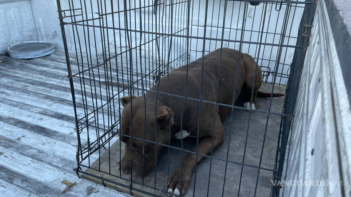 Perro ataca a hombre en Saltillo y lo manda al hospital; Policía Ambiental asegura a la mascota