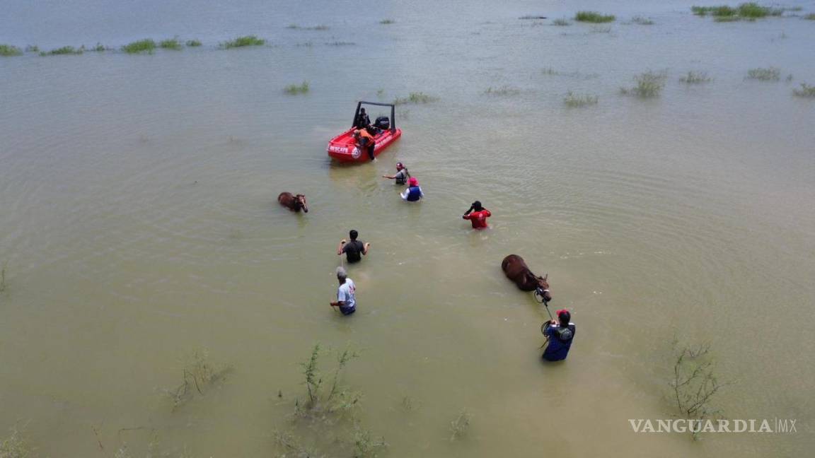 Rescatan en Nuevo León a caballos atrapados por lluvias de “Alberto”