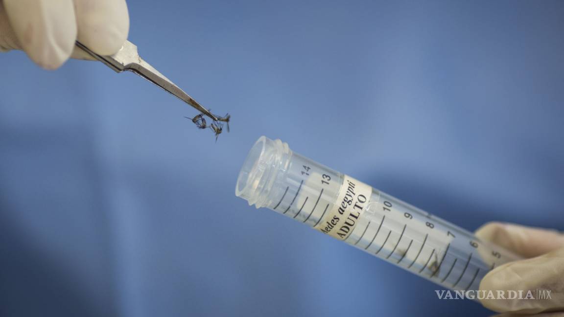 $!EU inicia pruebas de primera vacuna contra zika
