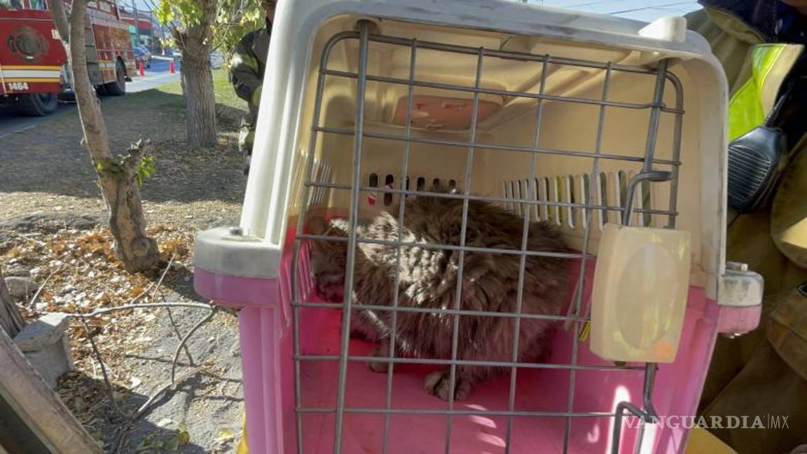 $!El gato, con lesiones y desprendimiento de piel, fue llevado a un veterinario para su atención.