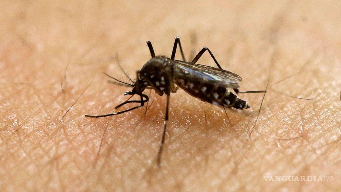$!Un equipo científico logró descubrir que el virus del zika puede mutar con lo que podría volverse más infeccioso y romper la inmunidad preexistente.