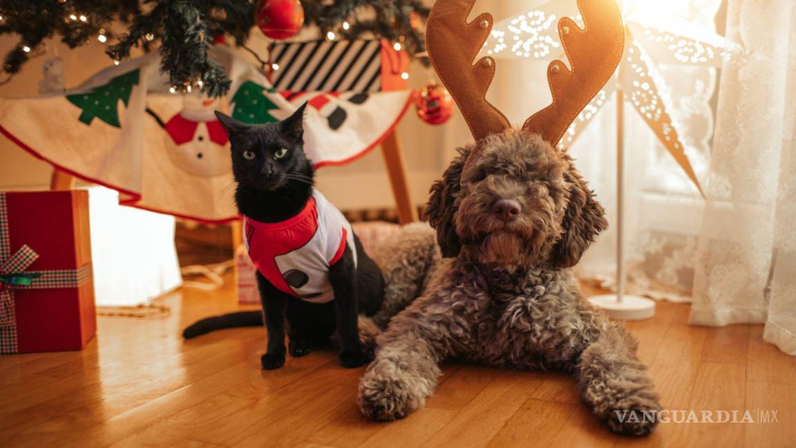 ¿Feliz Navidad para todos? Fallecimientos, ansiedad y estrés, protege a tus mascotas de los efectos de la pirotecnia
