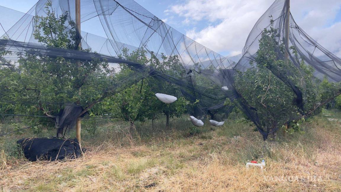 $!Las autoridades han corroborado que la granizada ha causado graves daños a los agricultores de manzanas.