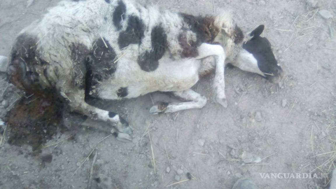 Denuncian ataque de 'bestia' a 30 animales de ganado, al sur de Saltillo: los dejan sin sangre