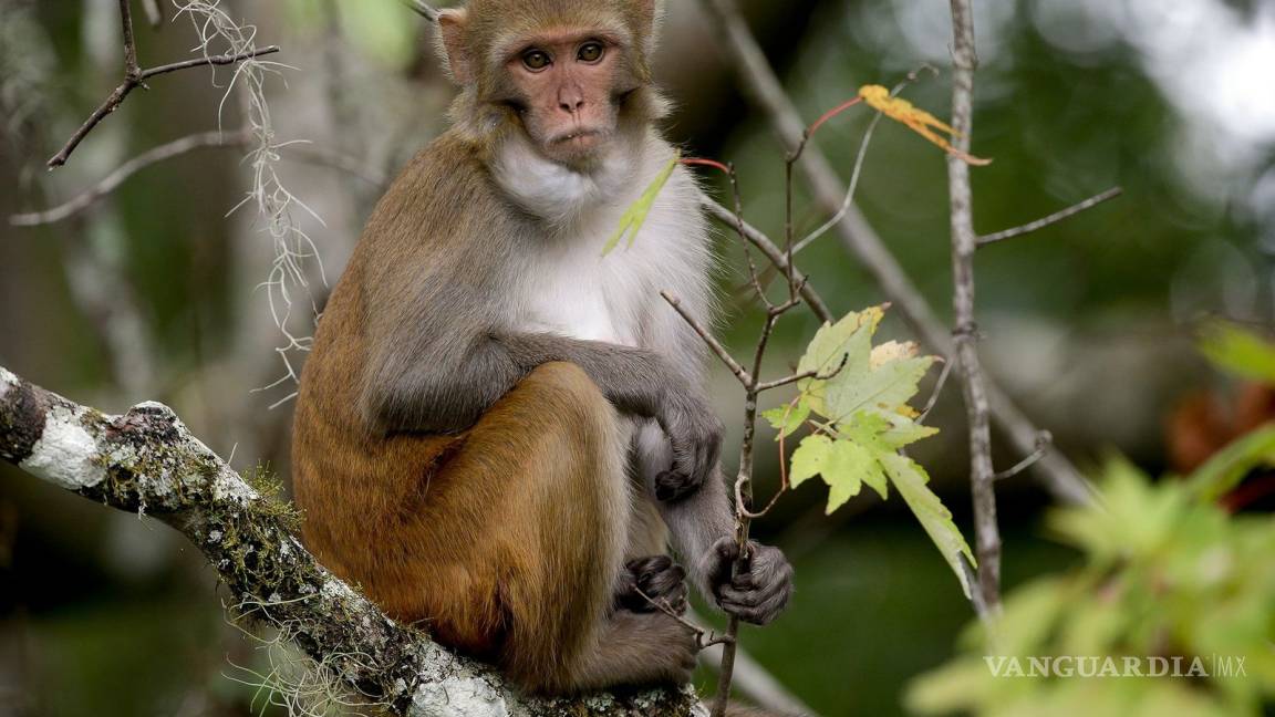 Monos macacos desarrollan inmunidad a COVID-19 en experimentos