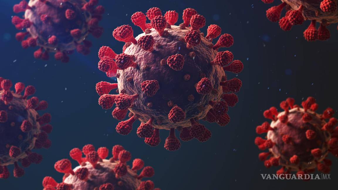 ¿Qué es NeoCoV, la nueva cepa de coronavirus?