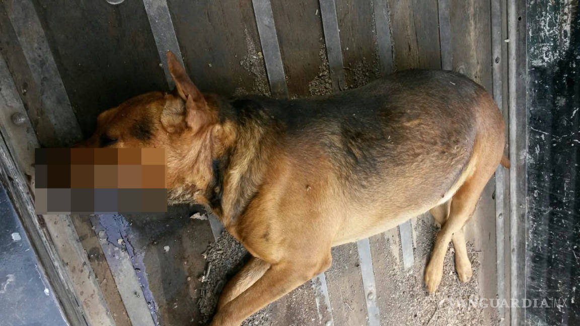 Envenenan a perros en Morelos, Coahuila; van contra los responsables